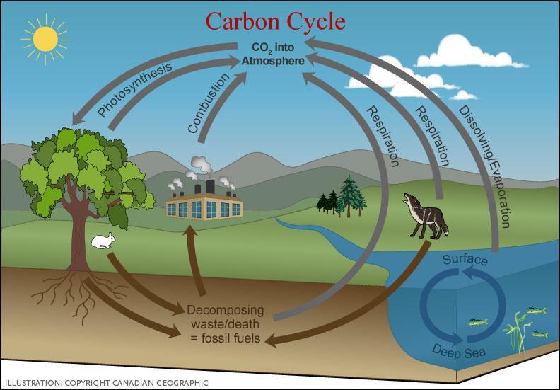 Carbon Dioxide and Methane Which