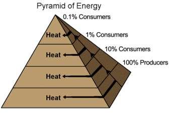 11. The diagram shows a pyramid of energy, with producers at the bottom and higher order consumers occupying successively higher levels.