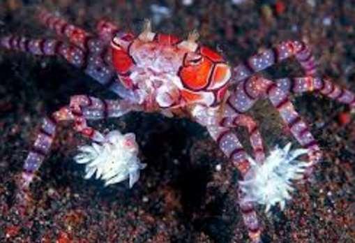 15. The crab Lybia tessellate carries a pair of sea anemones on its claws.