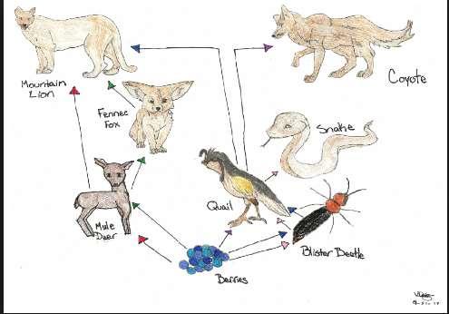 8. The diagram below shows a food web made up of a variety of organisms involved in different feeding relationships. Which term best describes the role of crickets in the food web shown?