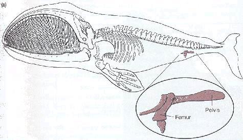 3. Anatomical Vestigal Structures These are structures that serve no useful function in a living organism.
