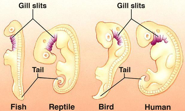 4. Anatomical - Embryology The study of embryos has been used to determine the evolutionary relationships between