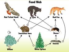 a) The insects in the habitat would increase. b) The shrew population would decrease due to being only hawk food source. c) The willow tree population would decrease.