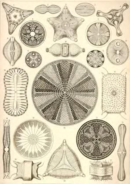 Diatoms Unicellular Photosynthetic Lack flagella except in male gametes