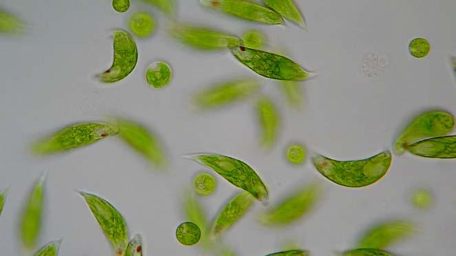 chloroplasts (three membranes from eukaryotic cell engulfed a green algae).