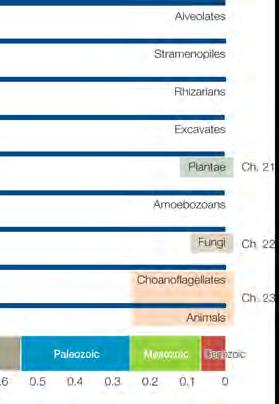 Major groups of algae Dinoflagellates Heterokonts