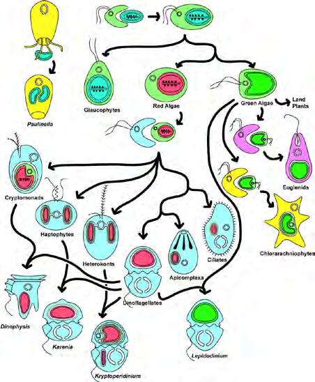 algae, glaucophytes primary endosymbiosis secondary