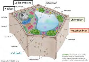 Eukaryotic organelles are odd in many ways Organelles: membrane bound compartments in a cell Nucleus, chloroplasts, and mitochondria are organelles that each bounded by double membranes Both