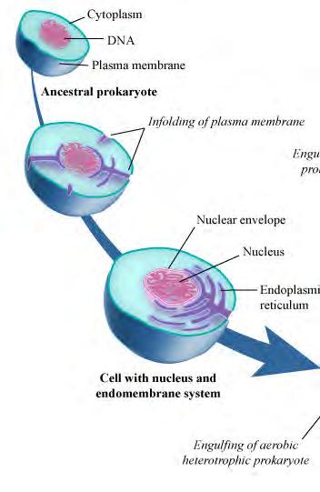 Endosymbiosis symbiotic relation in which one organism resides inside the cells of another Chloro plast DNA Mitochondrial DNA