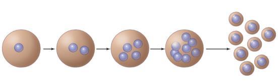 Animal cells = cleavage furrow fungal cells = bud CONCEPT 12.4 Figure 12.