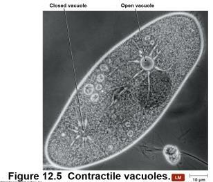 Protozoa CONCEPT 12.5 FACT 12.