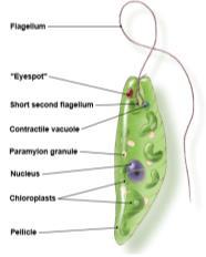 7 Lack mitochondria modified mitochondria-like organelles called mitosomes in the cytoplasm Have two