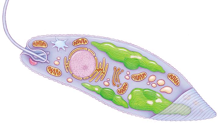 Euglena : freshwater microbe, nucleus, two flagellates - very flexible nutrient requirements - in sunlight : fully autotrophic by photosynthesis - in dark : lose photosynthetic pigments and become