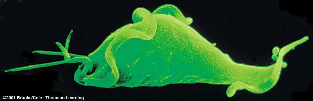 Pathogenic flagellates - Giardia lamblia : 야영자도보자들의설사병, 야생동물에의한오염된물이원인 - Trichomonas vaginalis : trichomoniasis( 트리코모나스증 )