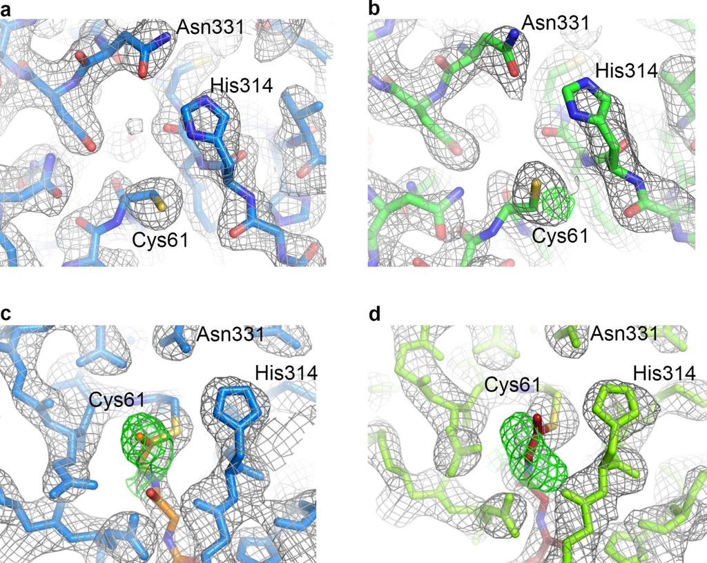 Supplementary Figure 3 Electron density maps at the active site of USP18. (a) (b) The active site of unbound USP18.