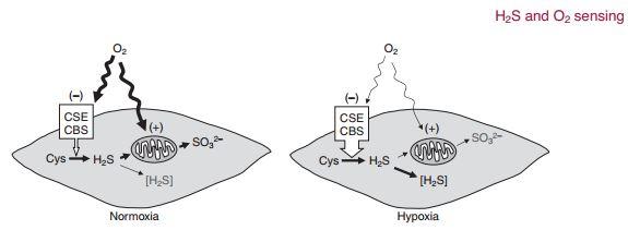 PLYNNÝ MESSENGER H 2 S Glomulárne bunky exprimujú cystation gama lyázu (CSE), enzým generujúci H 2 S.