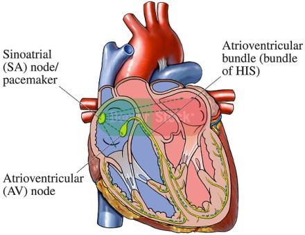 REGULÁCIA SRDCOVÉHO PULZU Nervová regulácia Rýchlosť srdcového tepu, rovnako ako jeho sila sú v rámci dvoch kardiovaskulárnych centier autonómneho nervového systému.