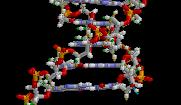 The DNA double helix is held together by hydrogen bonds between the bases attached to the two strands.