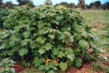 Tropical Soda Apple (Solanum viarum) Perennial weed from