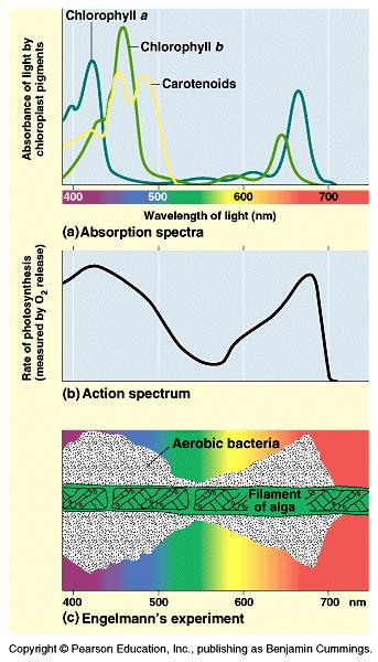 Light: absorption spectra Photosynthesis performs work only with absorbed wavelengths of light chlorophyll a the dominant pigment
