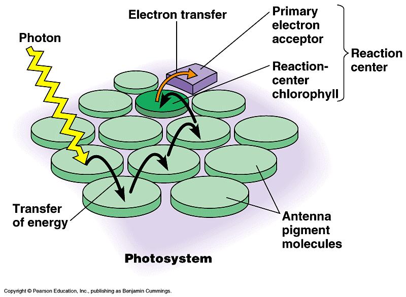 Photosystems Photosystems collections of chlorophyll molecules 2 photosystems in thylakoid membrane act as light-gathering antenna complex