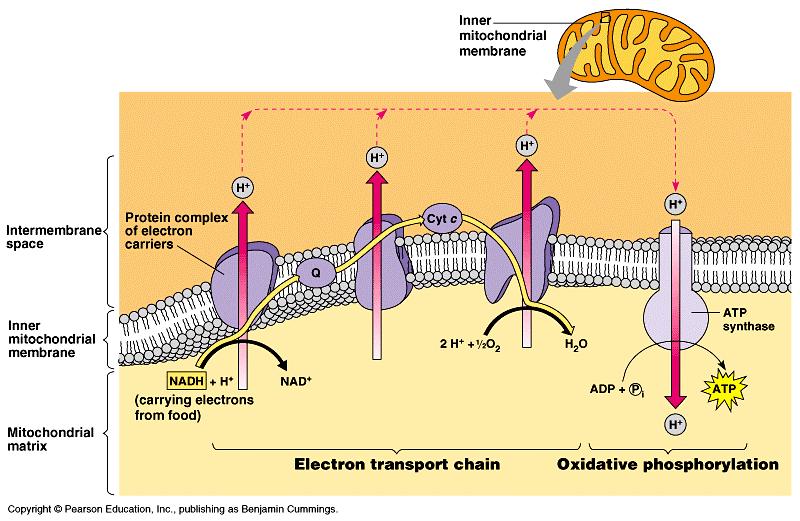 ETC of Respiration Mitochondria transfer chemical energy from food
