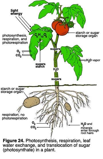 Plant structure Obtaining raw materials sunlight leaves = solar collectors CO