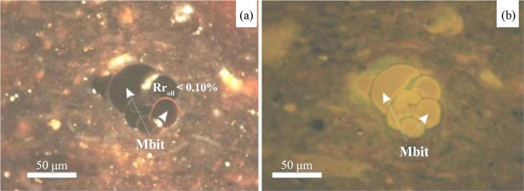 Wurtzilite (migrabitumen) filling the cavities of foraminifera under (a) white reflected light, (b) fluorescence mode. second solid bitumen type is more reflective (Rr oil = 0.
