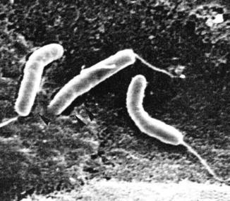 Vibrio Vibrios most closely resemble rods, as they are comma-shaped spirilla Spiral-shaped procaryotes