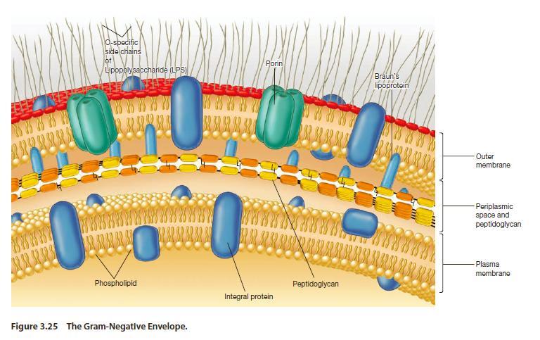 The gram-positive cell wall consists of a single 20 to 80 nm thick homogeneous layer of