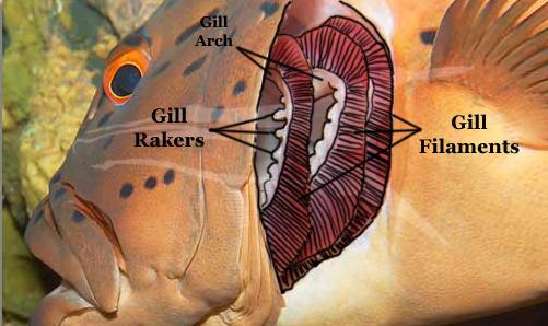 Station 2: Fish Gills Fish have a respiratory system that is very different from ours.