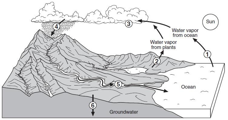 190. The diagram below shows a model of the water cycle. The arrows show the movement of water molecules through the water cycle.