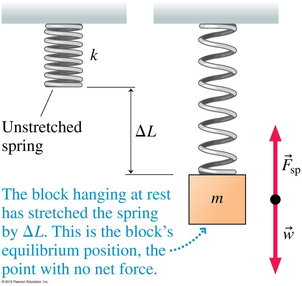 Vertical Mass on a Spring For a hanging weight, the equilibrium position