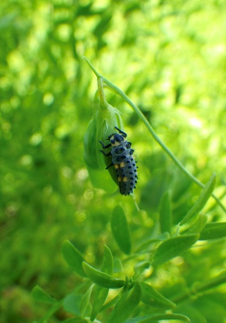 Figure 11. Syrphid fly (hoverfly) larvae found in pea field.