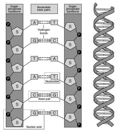 Double helix structure Codons Codons are triplets of bases from the RNA sequence. Each triplet defines an amino-acid.