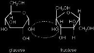 glucose most important : used for energy - all di/polysaccharides broken down into glucose B. galactose milk C.