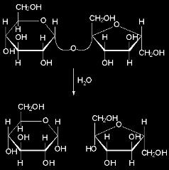 Polysaccharides : very large saccharide chains (poly / Greek many) A.