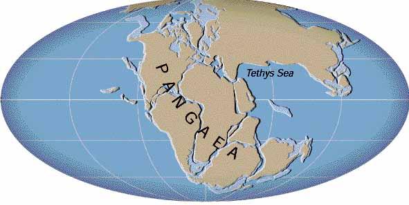 1. The continents could be fit together (like a jigsaw puzzle).