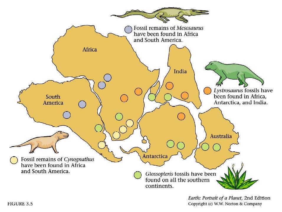 2. Geographic distribution of fossils from the same time period. Mesosaurus is a freshwater reptile found in both S. America and Africa.
