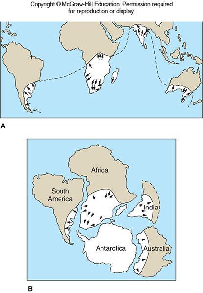 The Early Case for Continental Drift Pangaea supercontinent proposed by Wegener Laurasia - northern supercontinent containing North America and Asia (excluding India) Gondwanaland - southern