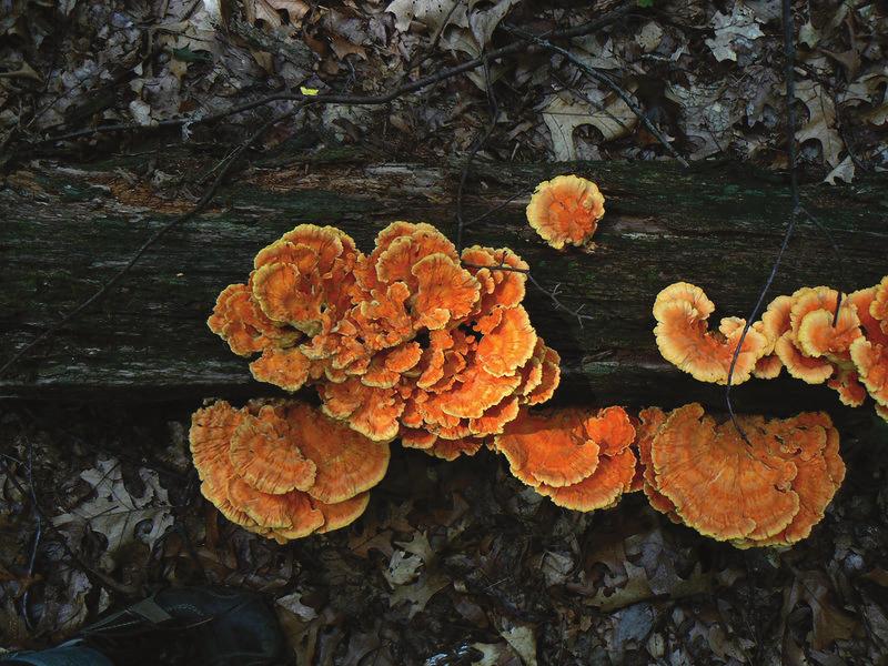 1.2. Characteristics of Living Organisms www.ck12.org FIGURE 1.10 Orange bracket fungi on a rotting log in the Oak Openings Preserve in Ohio.