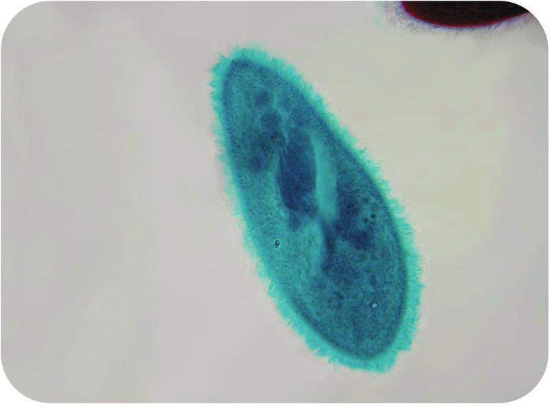 FIGURE 1.12 This paramecium is a single-celled organism. Living Things Grow and Reproduce All living things reproduce to make the next generation. Organisms that do not reproduce will go extinct.
