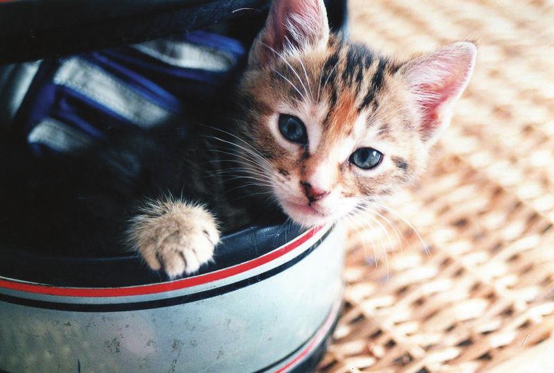 When animals and plants reproduce they make tiny undeveloped versions of themselves called embryos, which grow up and develop into adults. A kitten is a partly developed cat.