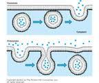 c. exocytosis & endocytosis d. transport proteins & receptor proteins 5. Describe the function of the 3 main types of proteins found in the cell membrane. a. marker b. receptor A 6.