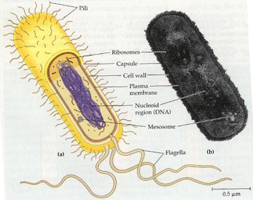 Cell Types Prokaryotes before nucleus no membrane-bound nucleus only organelle present is