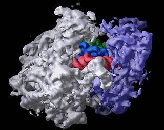 Ribosomes composed of RNA and protein site of protein synthesis (making proteins) some are free and the proteins are used in cytoplasmic reactions are the most common organelle in a cell can be up to
