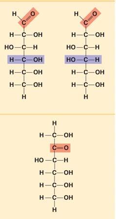 AP Reading Guide Chapter 5: The Structure and Function of Large Biological Molecules Concept 5.2 Carbohydrates serve as fuel and building material 8.