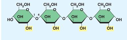 Let s look at our reaction in question 7 again: C 6 H 12 O 6 + C 6 H 12 O 6 C 12 H 22 O 11 + H 2 O Notice that two monomers are joined to make a polymer.