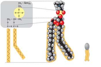 AP Reading Guide Chapter 5: The Structure and Function of Large Biological Molecules 23.