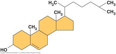 AP Reading Guide Chapter 5: The Structure and Function of Large Biological Molecules 33. Which of the two fatty acid chains in the figure with question 31 is unsaturated? Label it.